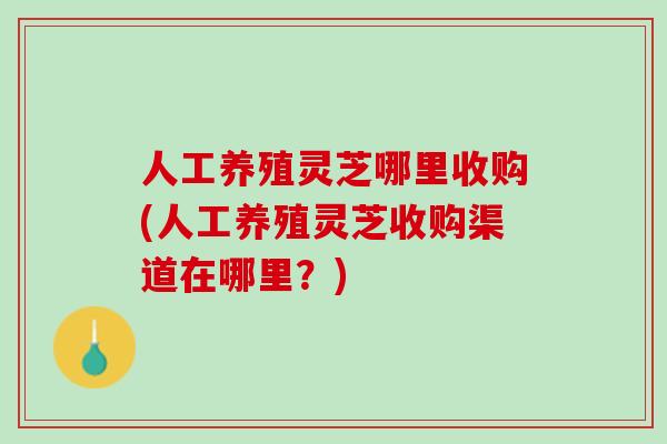 人工养殖灵芝哪里收购(人工养殖灵芝收购渠道在哪里？)