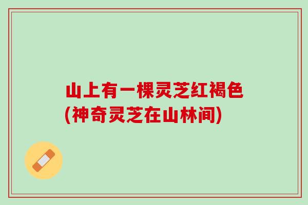 山上有一棵灵芝红褐色(神奇灵芝在山林间)