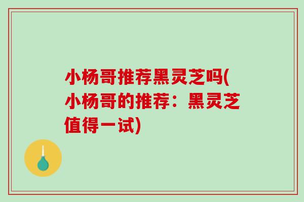小杨哥推荐黑灵芝吗(小杨哥的推荐：黑灵芝值得一试)