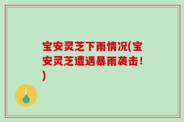 宝安灵芝下雨情况(宝安灵芝遭遇暴雨袭击!) 宝安灵芝下雨情况(宝安灵芝遭遇暴雨袭击!)