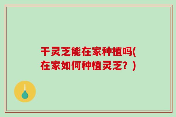 干灵芝能在家种植吗(在家如何种植灵芝？)