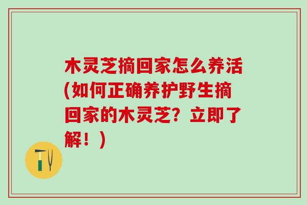 木灵芝摘回家怎么养活(如何正确养护野生摘回家的木灵芝？立即了解！)