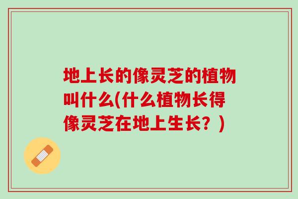 地上长的像灵芝的植物叫什么(什么植物长得像灵芝在地上生长？)