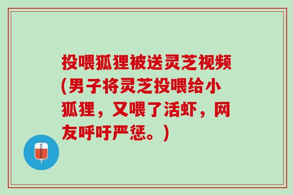 投喂狐狸被送灵芝视频(男子将灵芝投喂给小狐狸，又喂了活虾，网友呼吁严惩。)