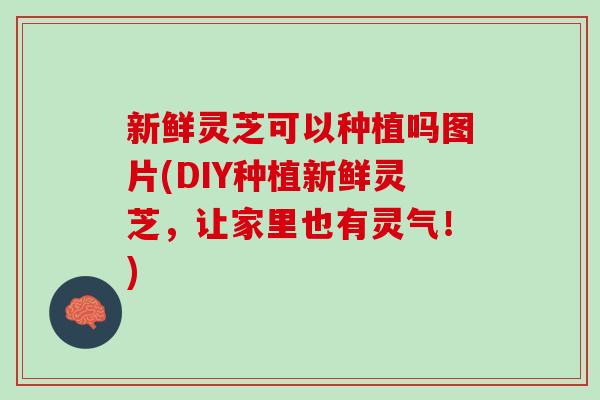新鲜灵芝可以种植吗图片(DIY种植新鲜灵芝，让家里也有灵气！)