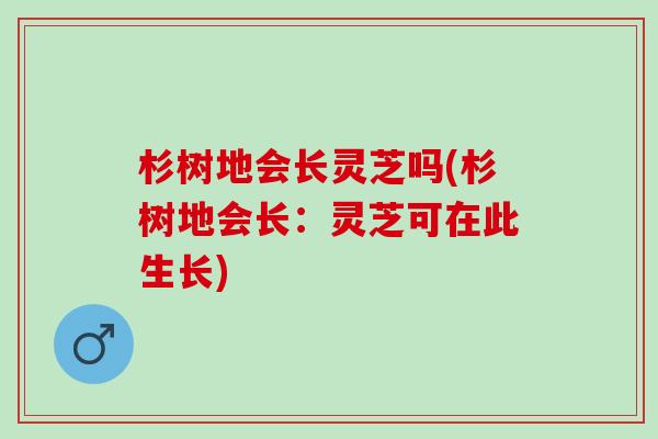杉树地会长灵芝吗(杉树地会长：灵芝可在此生长)