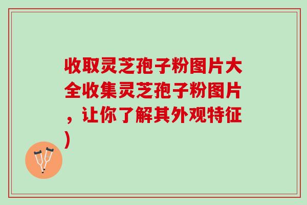 收取灵芝孢子粉图片大全收集灵芝孢子粉图片，让你了解其外观特征)