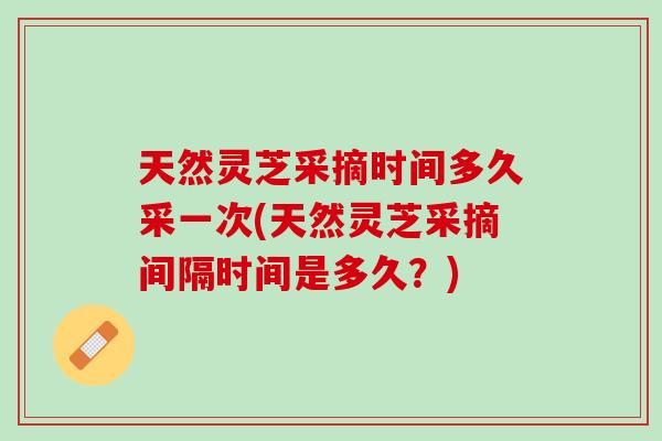 天然灵芝采摘时间多久采一次(天然灵芝采摘间隔时间是多久？)