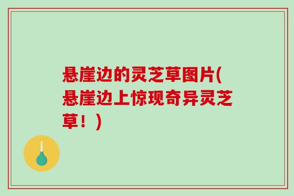 悬崖边的灵芝草图片(悬崖边上惊现奇异灵芝草！)