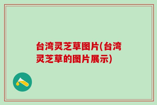 台湾灵芝草图片(台湾灵芝草的图片展示)