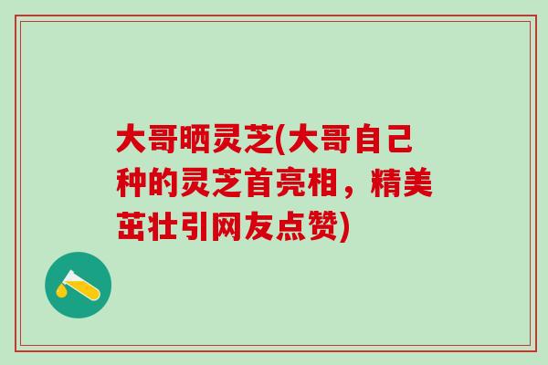 大哥晒灵芝(大哥自己种的灵芝首亮相，精美茁壮引网友点赞)