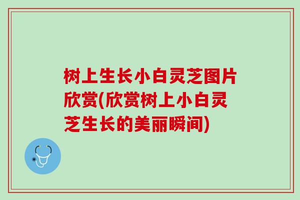 树上生长小白灵芝图片欣赏(欣赏树上小白灵芝生长的美丽瞬间)