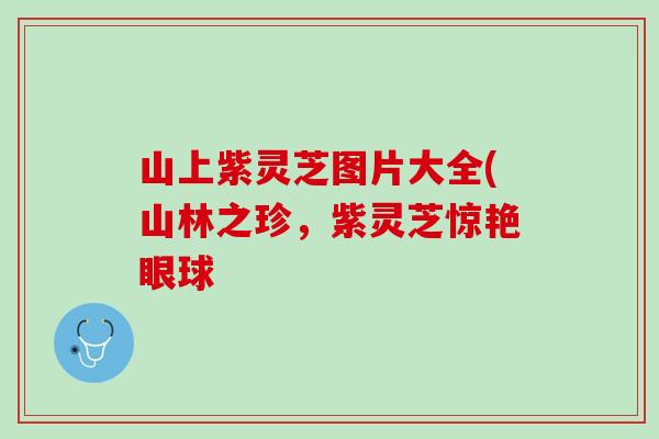 山上紫灵芝图片大全(山林之珍，紫灵芝惊艳眼球