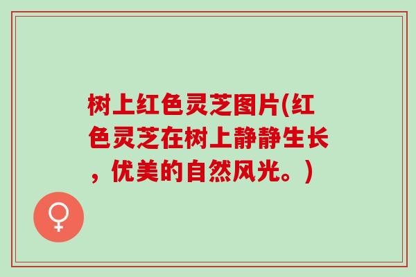 树上红色灵芝图片(红色灵芝在树上静静生长,优美的自然风光。) 树上红色灵芝图片(红色灵芝在树上静静生长,优美的自然风光。)
