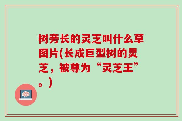 树旁长的灵芝叫什么草图片(长成巨型树的灵芝,被尊为“灵芝王”。) 树旁长的灵芝叫什么草图片(长成巨型树的灵芝,被尊为“灵芝王”。)