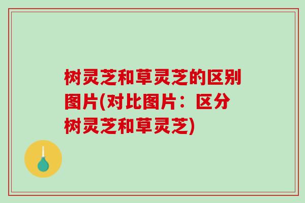 树灵芝和草灵芝的区别图片(对比图片：区分树灵芝和草灵芝)