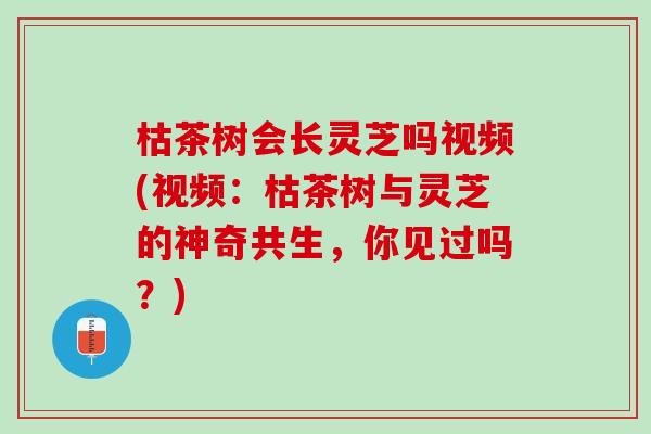 枯茶树会长灵芝吗视频(视频:枯茶树与灵芝的神奇共生,你见过吗?) 枯茶树会长灵芝吗视频(视频:枯茶树与灵芝的神奇共生,你见过吗?)