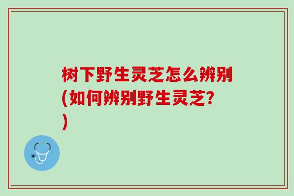 树下野生灵芝怎么辨别(如何辨别野生灵芝？)