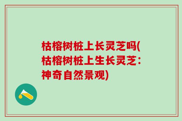 枯榕树桩上长灵芝吗(枯榕树桩上生长灵芝：神奇自然景观)