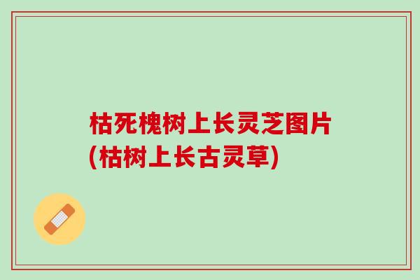 枯死槐树上长灵芝图片(枯树上长古灵草)