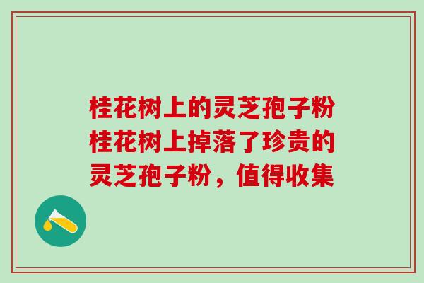桂花树上的灵芝孢子粉桂花树上掉落了珍贵的灵芝孢子粉，值得收集