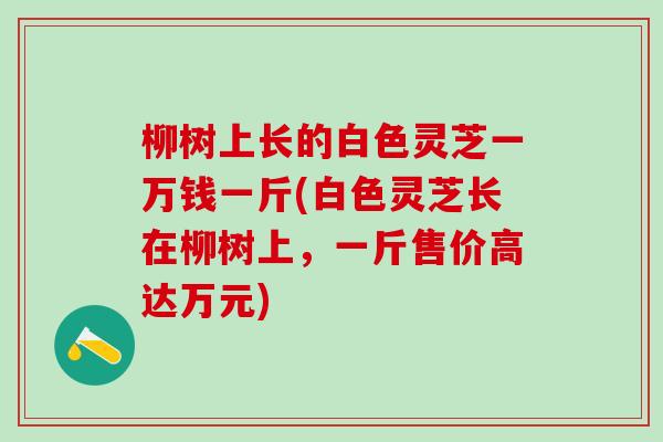柳树上长的白色灵芝一万钱一斤(白色灵芝长在柳树上，一斤售价高达万元)