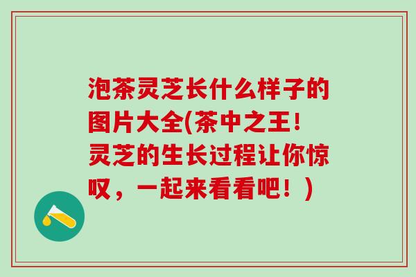 泡茶灵芝长什么样子的图片大全(茶中之王！灵芝的生长过程让你惊叹，一起来看看吧！)