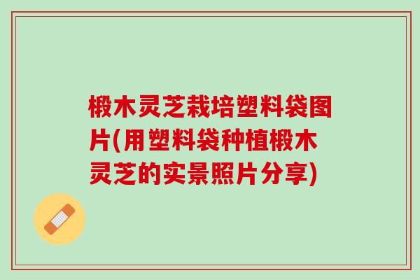 椴木灵芝栽培塑料袋图片(用塑料袋种植椴木灵芝的实景照片分享)