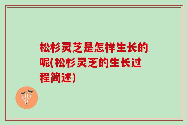 松杉灵芝是怎样生长的呢(松杉灵芝的生长过程简述)
