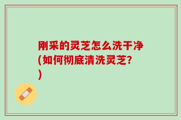 刚采的灵芝怎么洗干净(如何彻底清洗灵芝？)