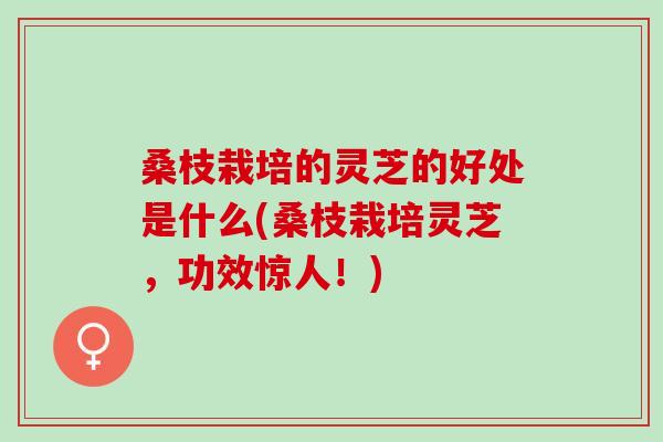 桑枝栽培的灵芝的好处是什么(桑枝栽培灵芝,功效惊人!) 桑枝栽培的灵芝的好处是什么(桑枝栽培灵芝,功效惊人!)