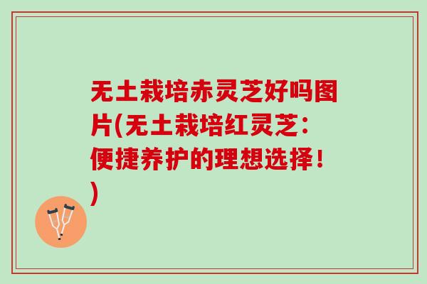 无土栽培赤灵芝好吗图片(无土栽培红灵芝：便捷养护的理想选择！)