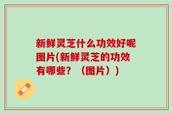 新鲜灵芝什么功效好呢图片(新鲜灵芝的功效有哪些?(图片)) 新鲜灵芝什么功效好呢图片(新鲜灵芝的功效有哪些?(图片))