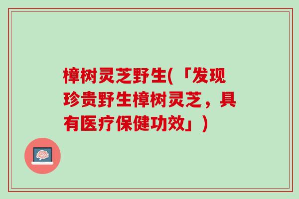 樟树灵芝野生(「发现珍贵野生樟树灵芝,具有医疗保健功效」) 樟树灵芝野生(「发现珍贵野生樟树灵芝,具有医疗保健功效」)