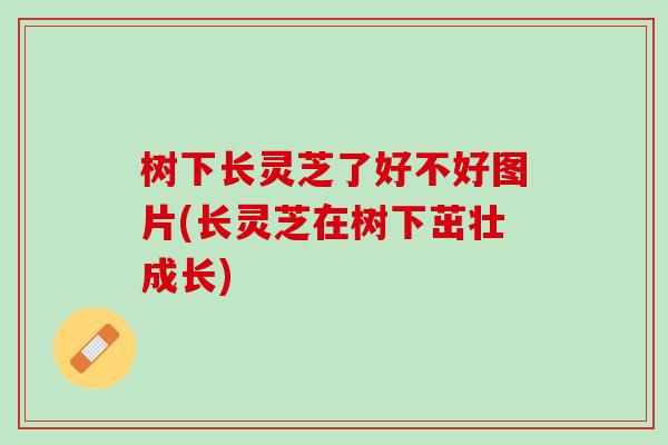 树下长灵芝了好不好图片(长灵芝在树下茁壮成长)