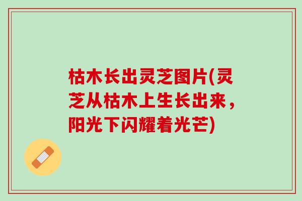 枯木长出灵芝图片(灵芝从枯木上生长出来，阳光下闪耀着光芒)