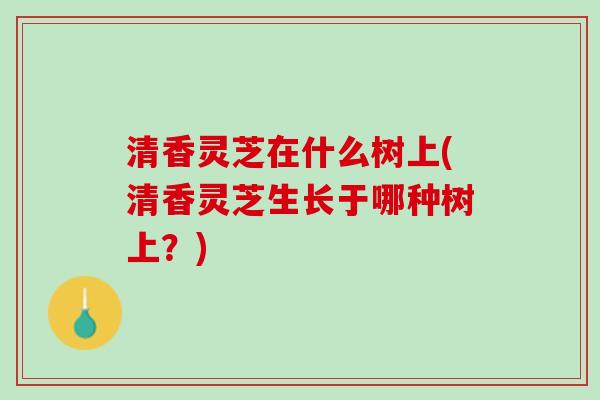 清香灵芝在什么树上(清香灵芝生长于哪种树上?) 清香灵芝在什么树上(清香灵芝生长于哪种树上?)