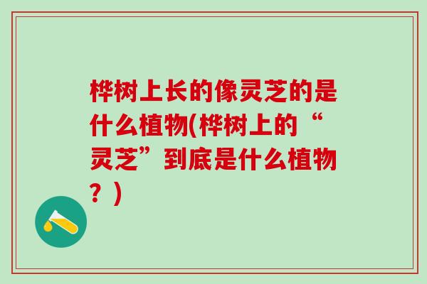 桦树上长的像灵芝的是什么植物(桦树上的“灵芝”到底是什么植物?) 桦树上长的像灵芝的是什么植物(桦树上的“灵芝”到底是什么植物?)