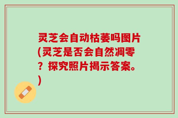 灵芝会自动枯萎吗图片(灵芝是否会自然凋零？探究照片揭示答案。)