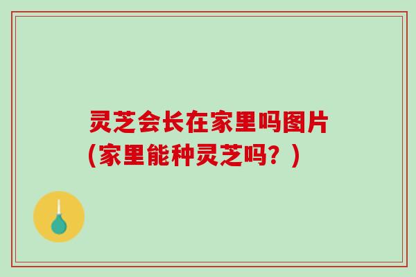 灵芝会长在家里吗图片(家里能种灵芝吗？)