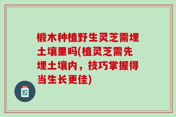 椴木种植野生灵芝需埋土壤里吗(植灵芝需先埋土壤内，技巧掌握得当生长更佳)