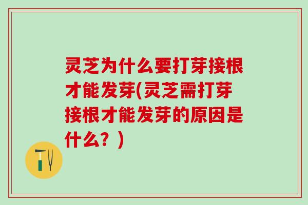 灵芝为什么要打芽接根才能发芽(灵芝需打芽接根才能发芽的原因是什么？)