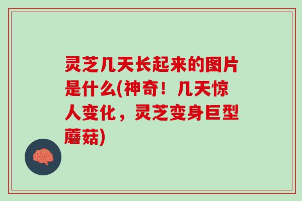 灵芝几天长起来的图片是什么(神奇！几天惊人变化，灵芝变身巨型蘑菇)