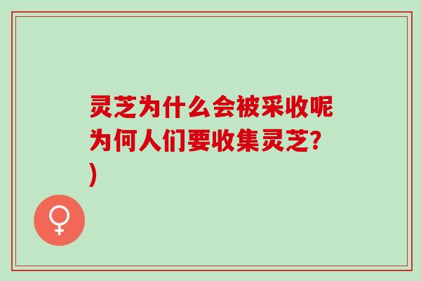 灵芝为什么会被采收呢为何人们要收集灵芝？)