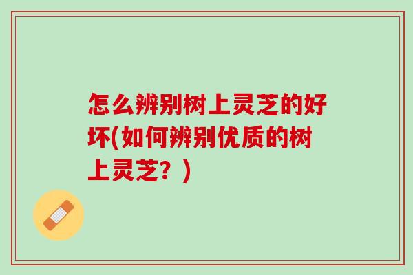 怎么辨别树上灵芝的好坏(如何辨别优质的树上灵芝?) 怎么辨别树上灵芝的好坏(如何辨别优质的树上灵芝?)