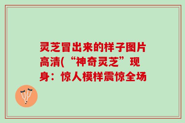 灵芝冒出来的样子图片高清(“神奇灵芝”现身:惊人模样震惊全场 灵芝冒出来的样子图片高清(“神奇灵芝”现身:惊人模样震惊全场