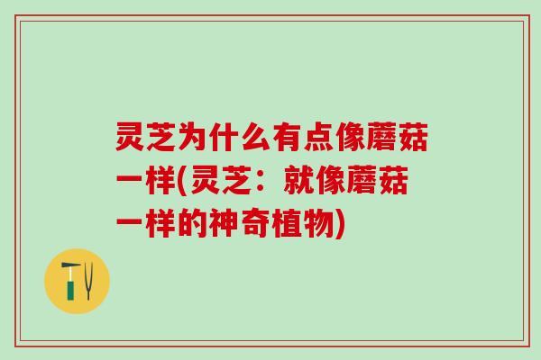 灵芝为什么有点像蘑菇一样(灵芝：就像蘑菇一样的神奇植物)