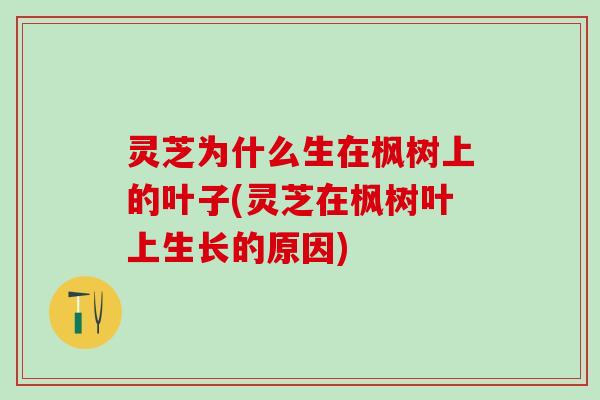 灵芝为什么生在枫树上的叶子(灵芝在枫树叶上生长的原因)