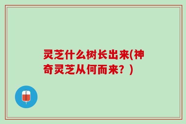 灵芝什么树长出来(神奇灵芝从何而来？)