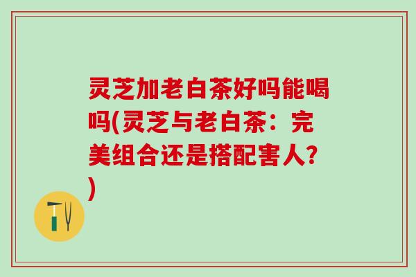 灵芝加老白茶好吗能喝吗(灵芝与老白茶:完美组合还是搭配害人?) 灵芝加老白茶好吗能喝吗(灵芝与老白茶:完美组合还是搭配害人?)